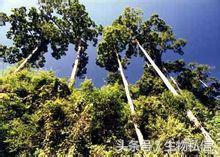 望天树的珍稀之处,望天树寓意