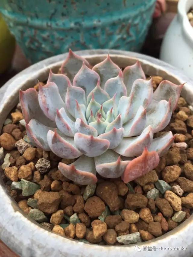 入肉坑,入坑一年半的新手养肉心得