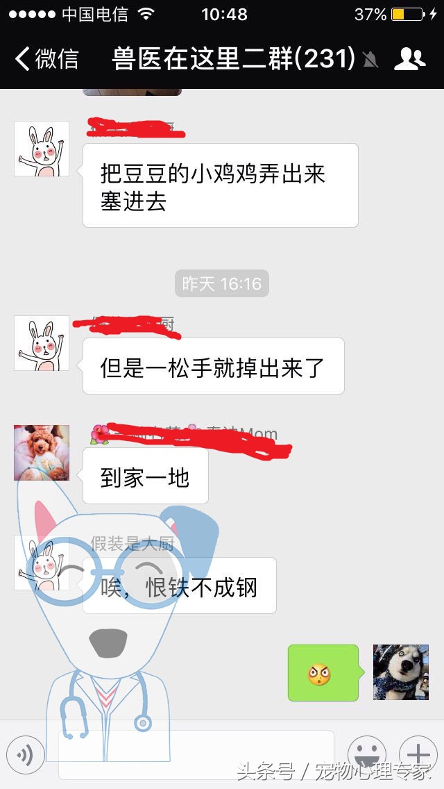 两岁泰迪发情几天,泰迪两个月发情了怎么办