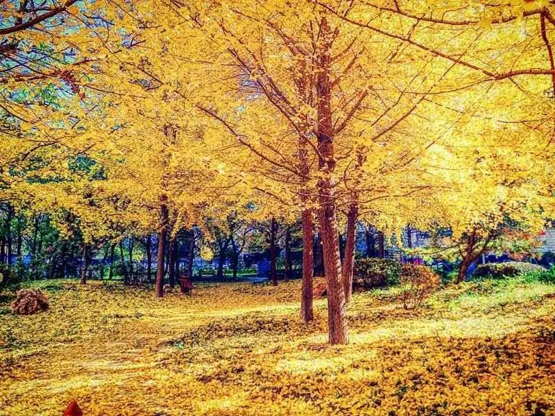 中医治疗感冒的实用方子,蒲辅周老中医治感冒秘方