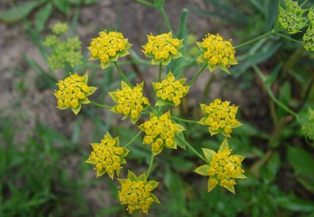 柴胡与小柴胡,正柴胡和小柴胡是不是相同