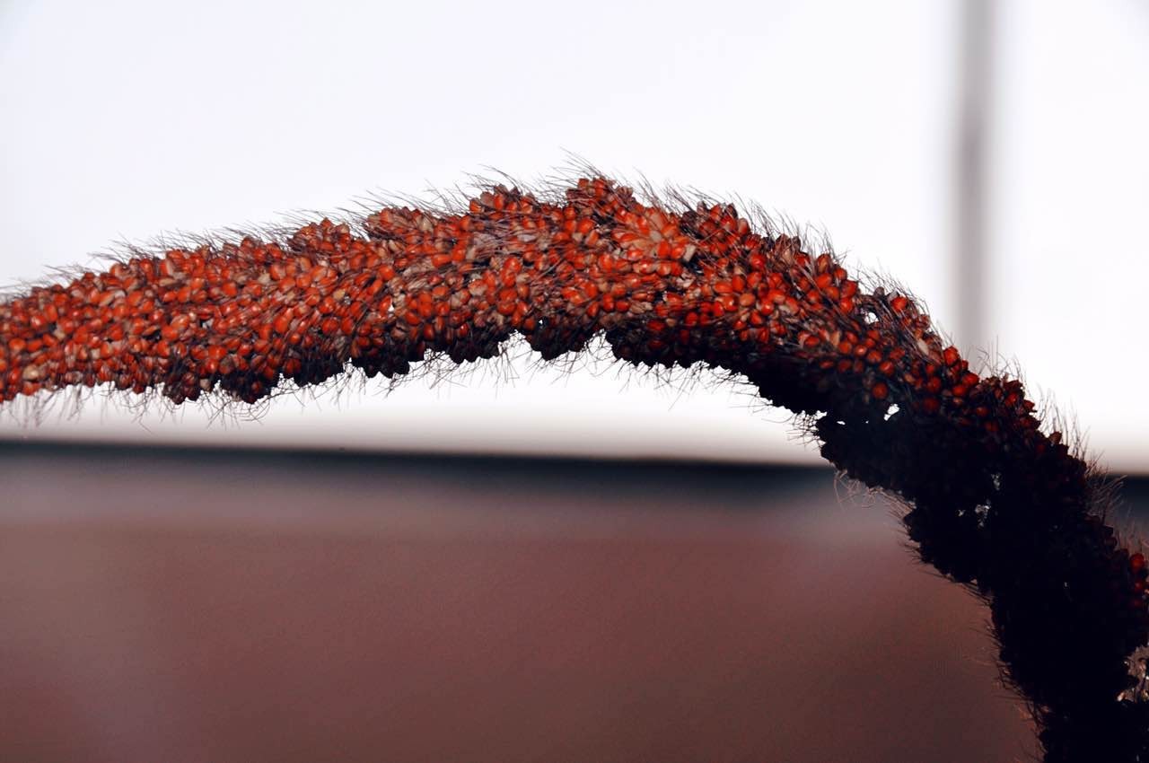 七旬老人匠心酿酒30年，发现了红小米中蕴藏的秘密……