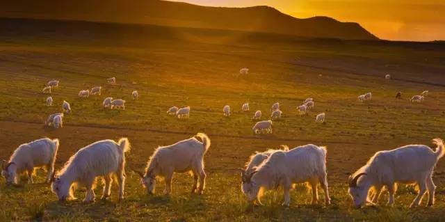 这才是青海人，终于有了答案