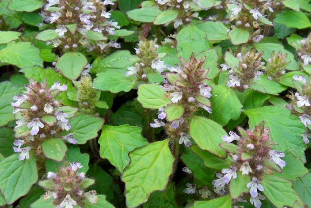 客家人常见的野果,环球客家