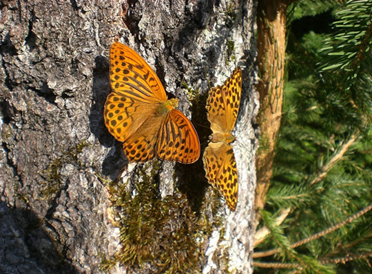 拉肚子10天了吃药不见好,拉肚子打针吃药没用怎么办