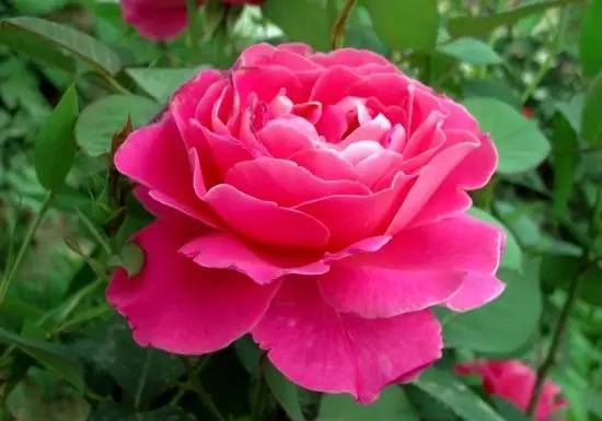 月季玫瑰蔷薇都属于什么科,蔷薇玫瑰月季一年开几次花