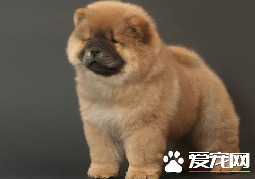 松狮犬的喂养技巧,松狮犬怎么喂养