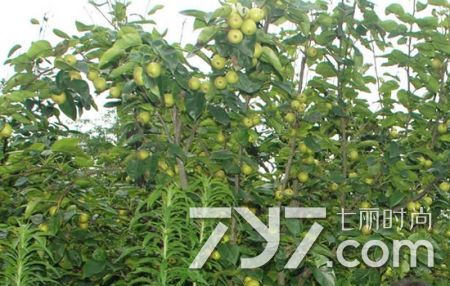 开心果是什么树的果实需要炒熟,开心果是什么树巴旦木的果实