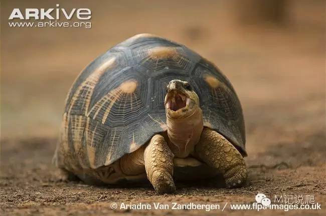 辐射陆龟名字由来,辐射陆龟是什么