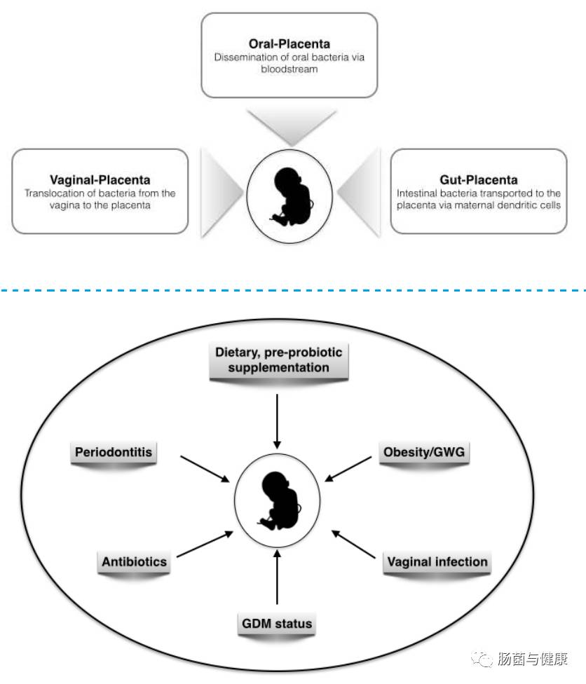 胎盘不存在微生物是什么意思,如何确定胎盘有活性