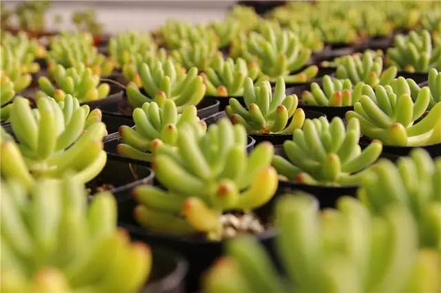 12月23号开幕啦!冰雪奇缘圣诞狂欢!中西合璧庙会美食啥都有