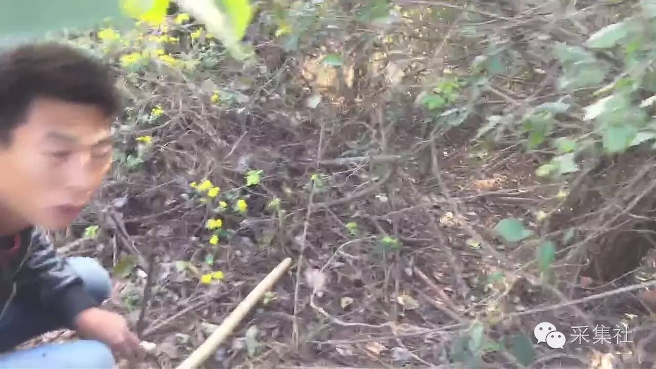 如何在野外布置老虎夹，想要捕到腊物，里面的学问多着呢