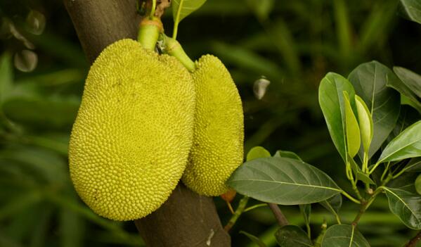 水果皇后菠萝蜜,菠萝蜜为什么叫水果皇后