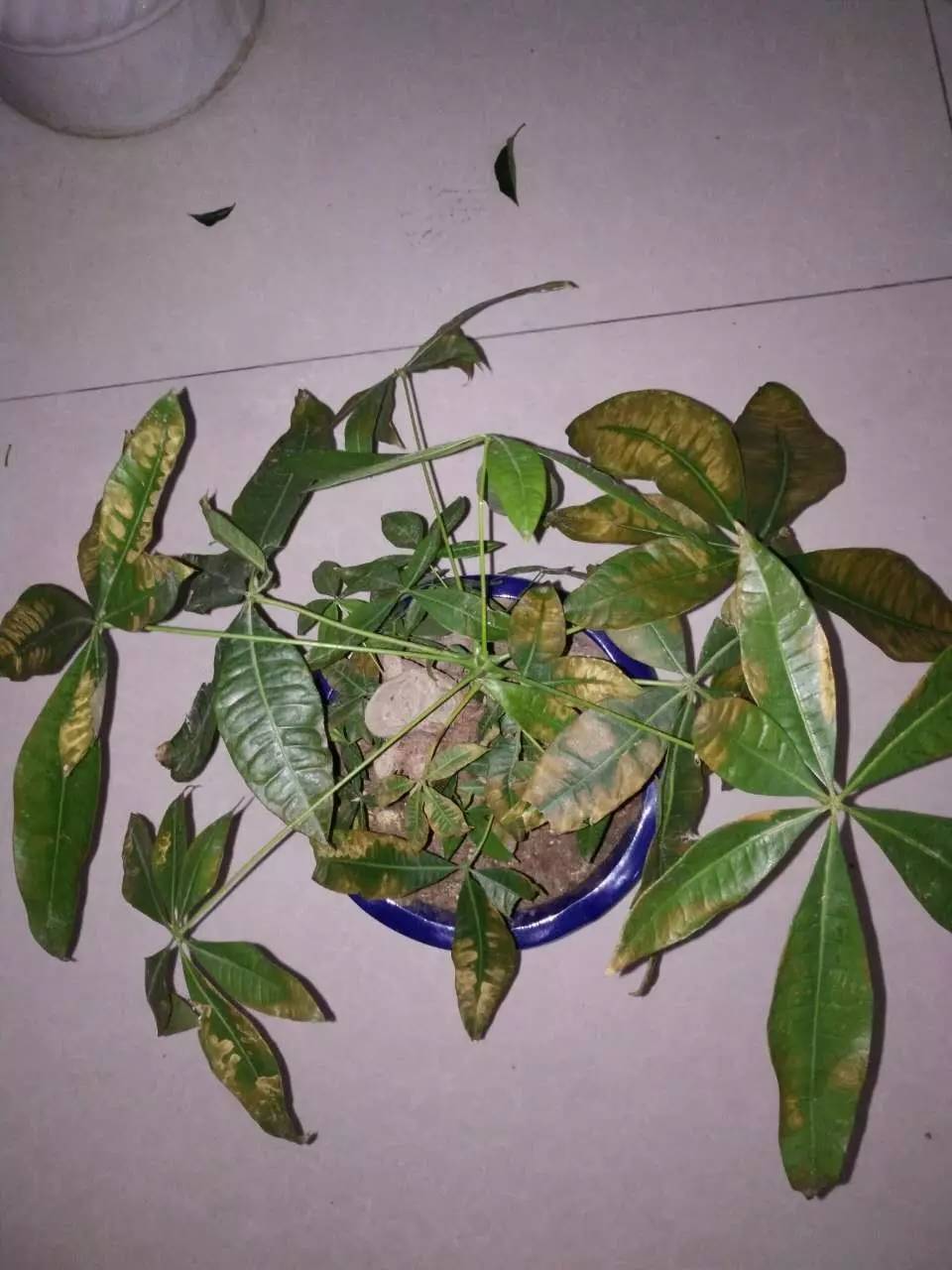 发财树一夜被冻死了还能救活吗,盆栽发财树浇水后叶子发黄怎么办