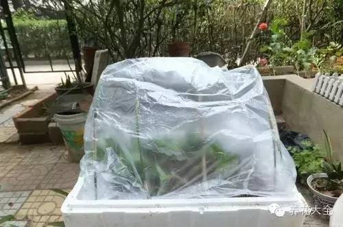 快死的花埋沙里能救活吗,快死的花