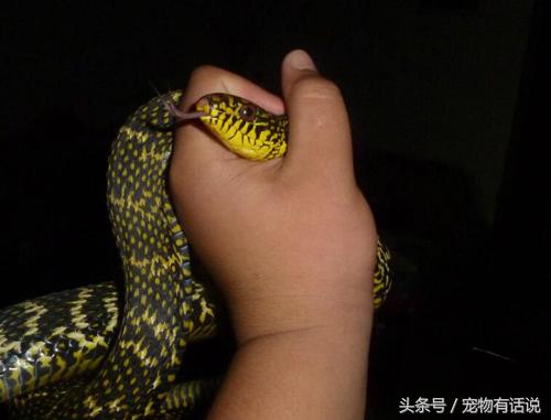 宠物蛇不进食是准备吞主人？请勿触犯蛇的“禁区”