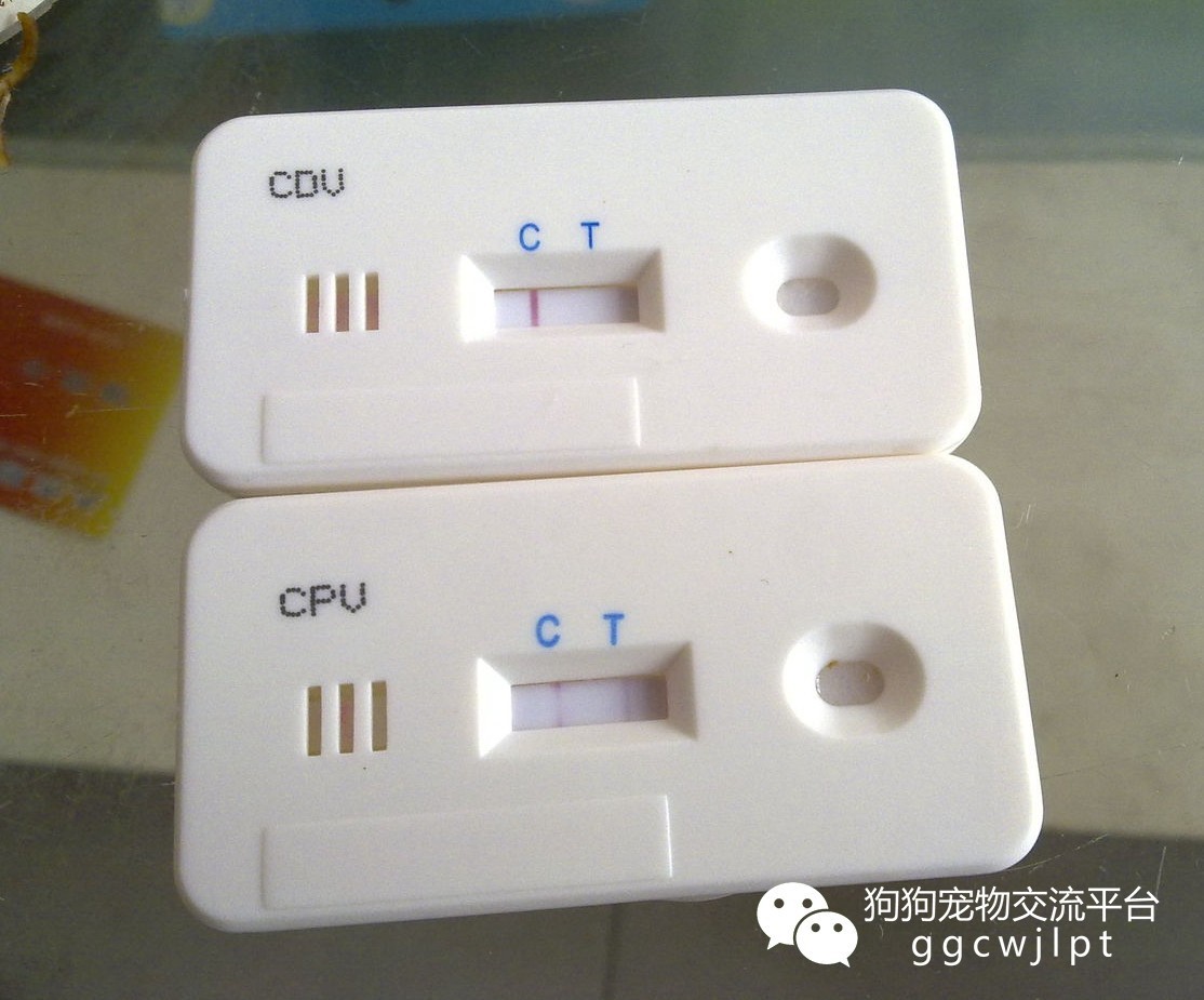 狗狗拉稀10天了怎么办,狗狗拉稀拉血呕吐没精神怎么治疗