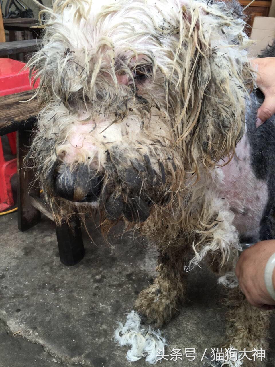 没想到捡到的流浪狗这么聪明懂事,偶然发现的流浪狗
