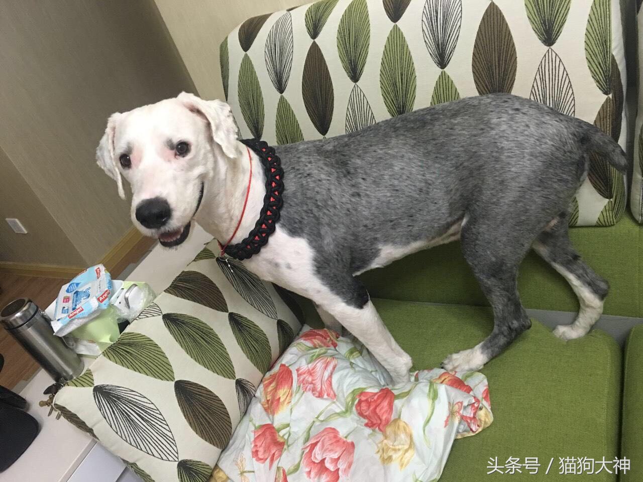 没想到捡到的流浪狗这么聪明懂事,偶然发现的流浪狗