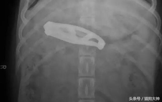 你莫名其妙找不到的东西，可能都在你家狗狗肚子里