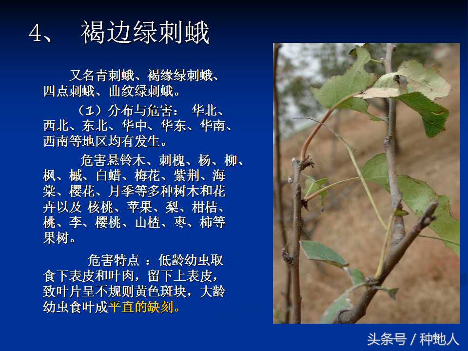 会吃叶子的虫子有哪些,哪些虫子爱吃树叶虫