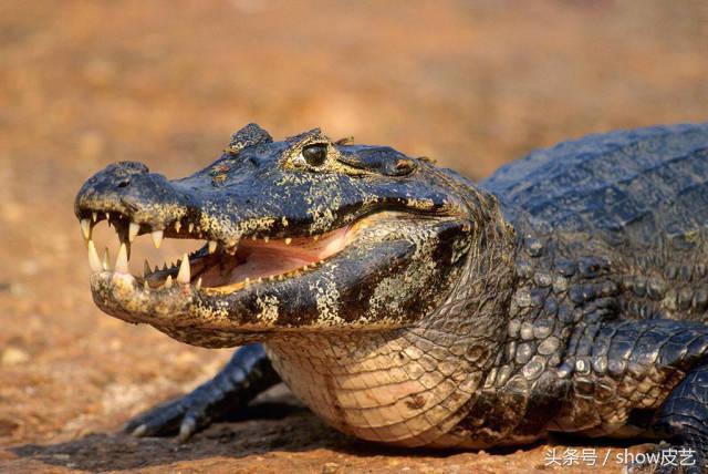 鳄鱼皮如何做皮具,手工皮具鳄鱼皮包