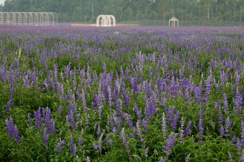 中国最大的薰衣草庄园,世界最漂亮的薰衣草庄园图片