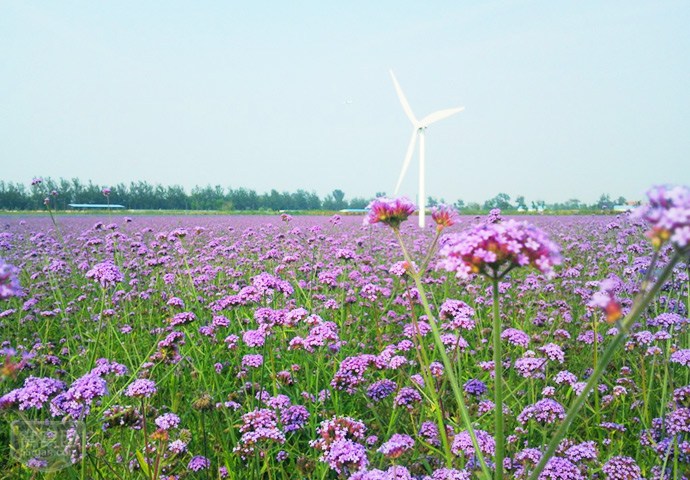中国最大的薰衣草庄园,世界最漂亮的薰衣草庄园图片
