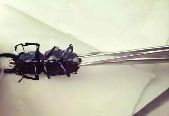 怎么把球形宠物做成标本,什么昆虫可以做宠物