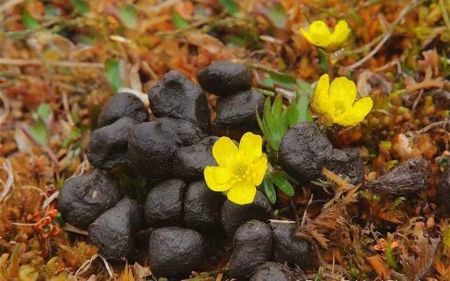 圣诞老人骑的那个鹿叫什么鹿,圣诞老人的坐骑麋鹿到底有多大