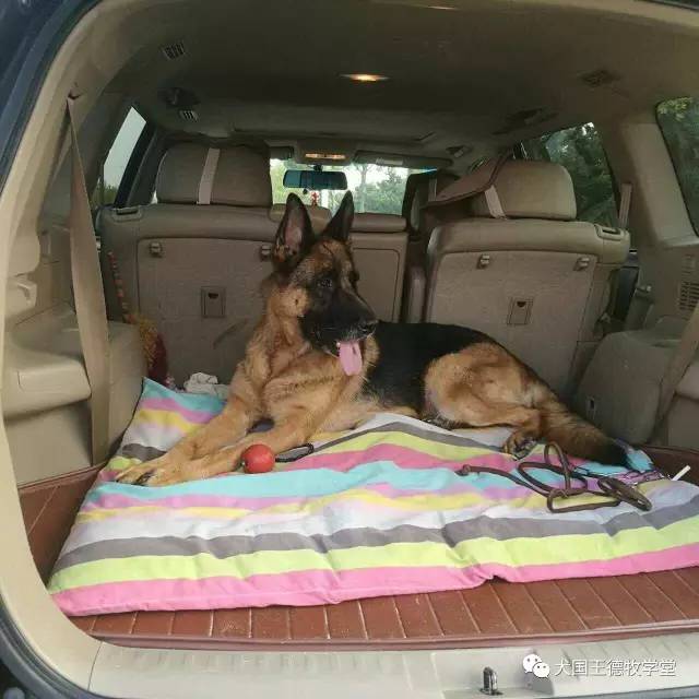 刘阿姨德牧,福多多德牧