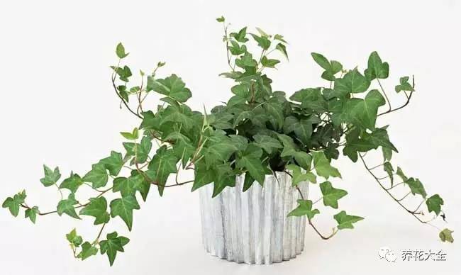 水养发财树绿萝黄叶掉叶怎样补救,绿萝发财树怎么养不烂根