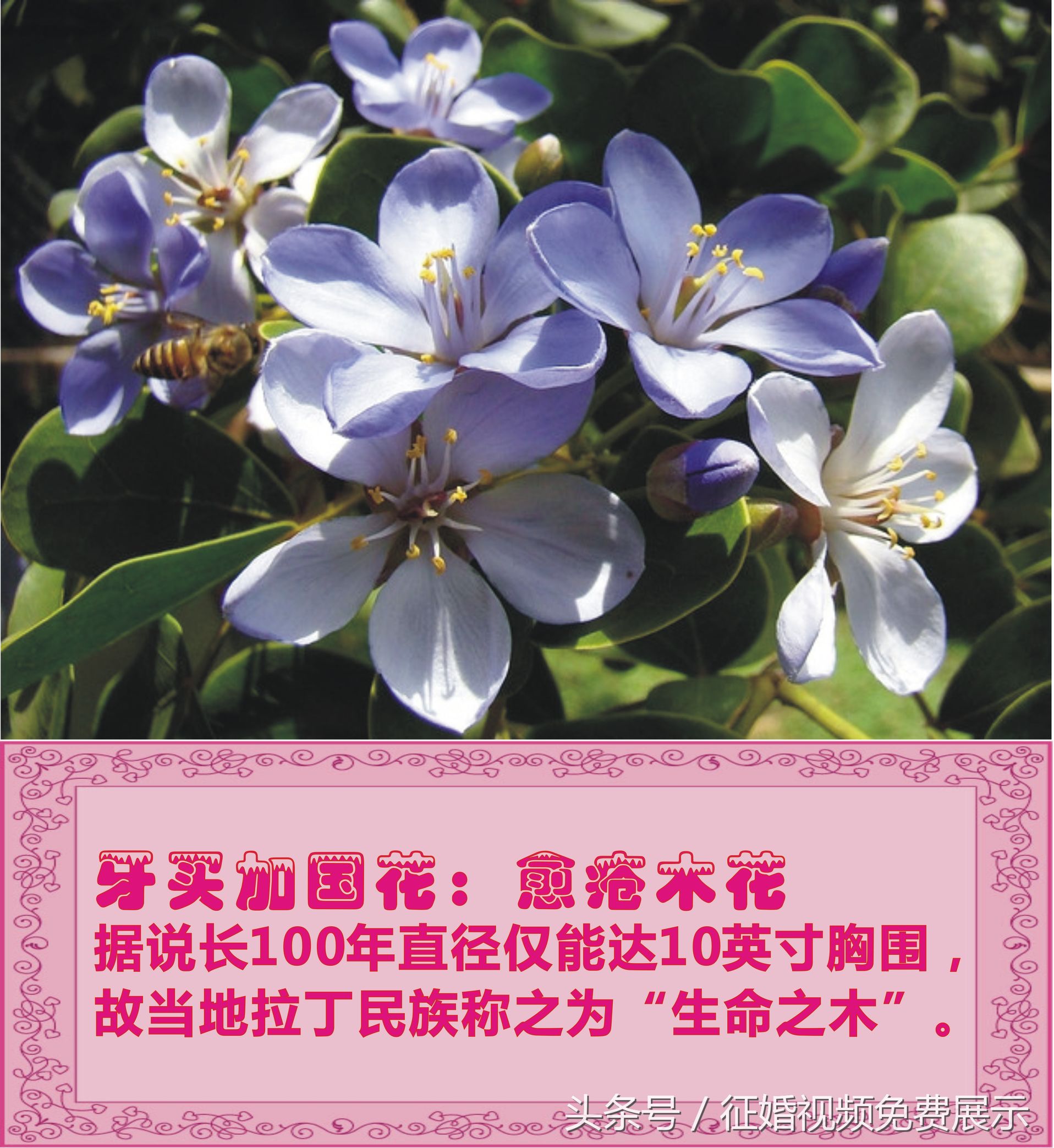 各国国花及象征意义,世界各国国花及寓意