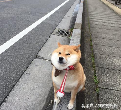 狗狗一拉出去，就收不回来了，怎么破？