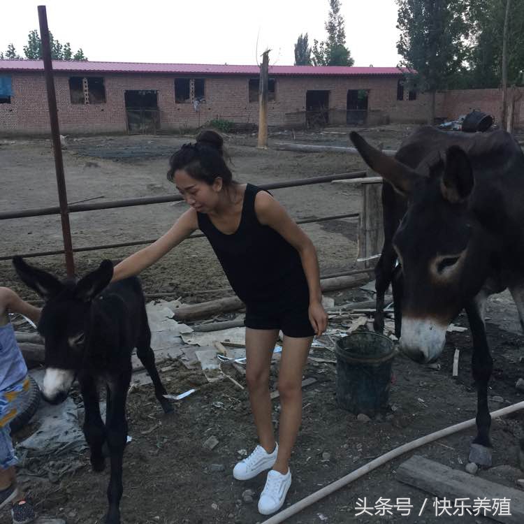 农村养毛驴有前景吗,农村养驴挣钱吗