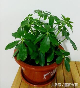 鹅掌枫树木图片,大叶鹅掌木盆栽