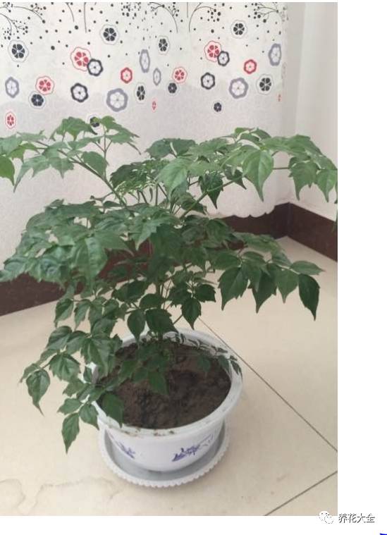 水养发财树绿萝黄叶掉叶怎样补救,绿萝发财树怎么养不烂根