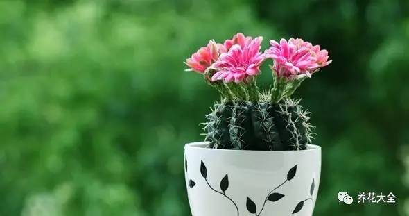 水养发财树绿萝黄叶掉叶怎样补救,绿萝发财树怎么养不烂根