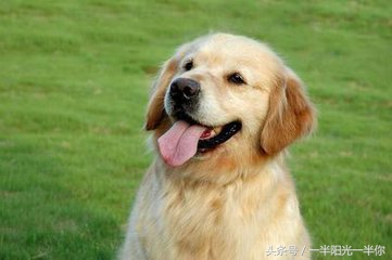 4个月金毛怎么喂食,金毛喂食注意事项及禁忌