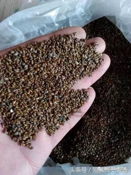 人工种植猕猴桃苗木价格,种植什么品种猕猴桃最有销路