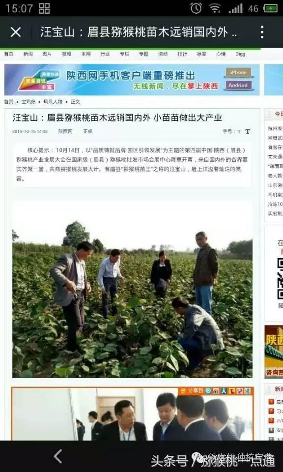 人工种植猕猴桃苗木价格,种植什么品种猕猴桃最有销路