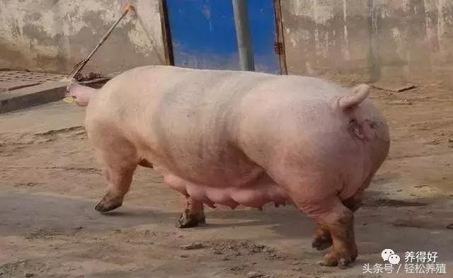 今天，我为母猪而来（上篇）