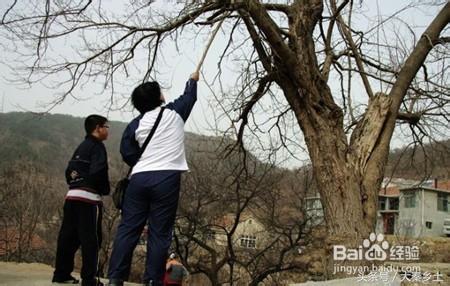 木耳什么样可以采摘,黄山木耳和东北木耳