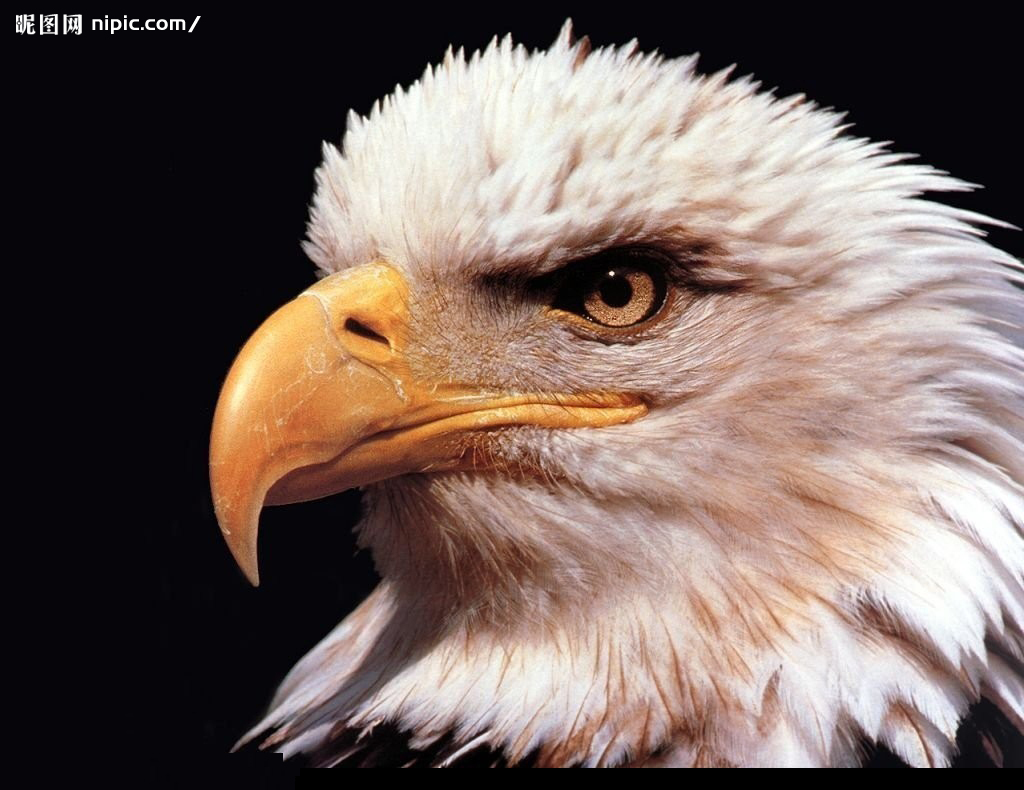 欧洲人崇拜什么动物最多,日耳曼人为什么接受基督教