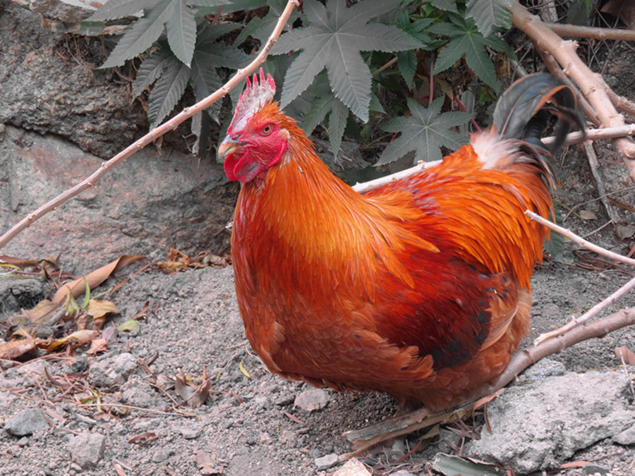人在去世后用到的领魂鸡