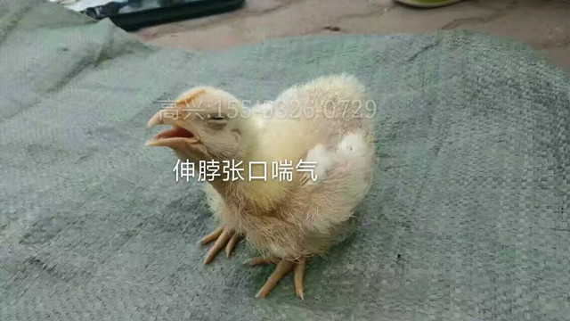 支气管堵塞怎么治疗最好,支气管堵塞最好的解决方法