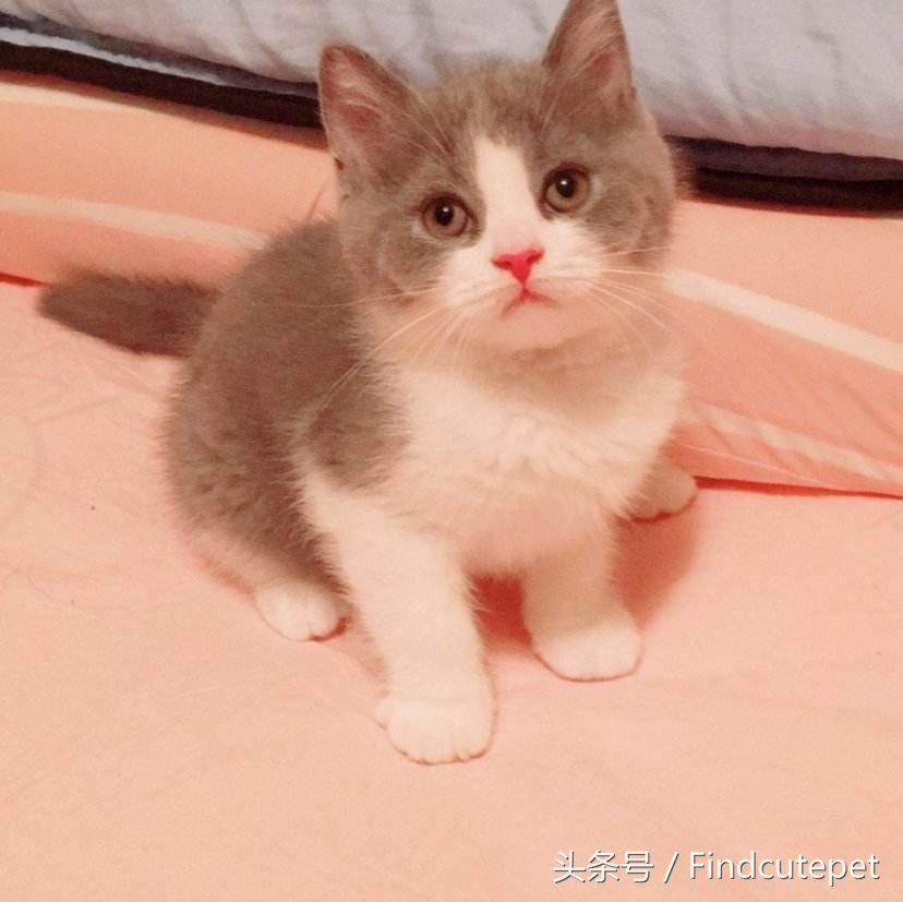 适合5岁小朋友的宠物,最适合五年级小朋友养的宠物