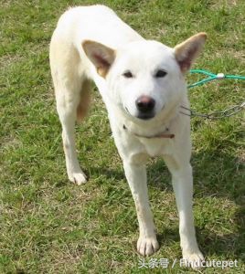 中国本土很像柴犬的品种,和柴犬相像的犬种