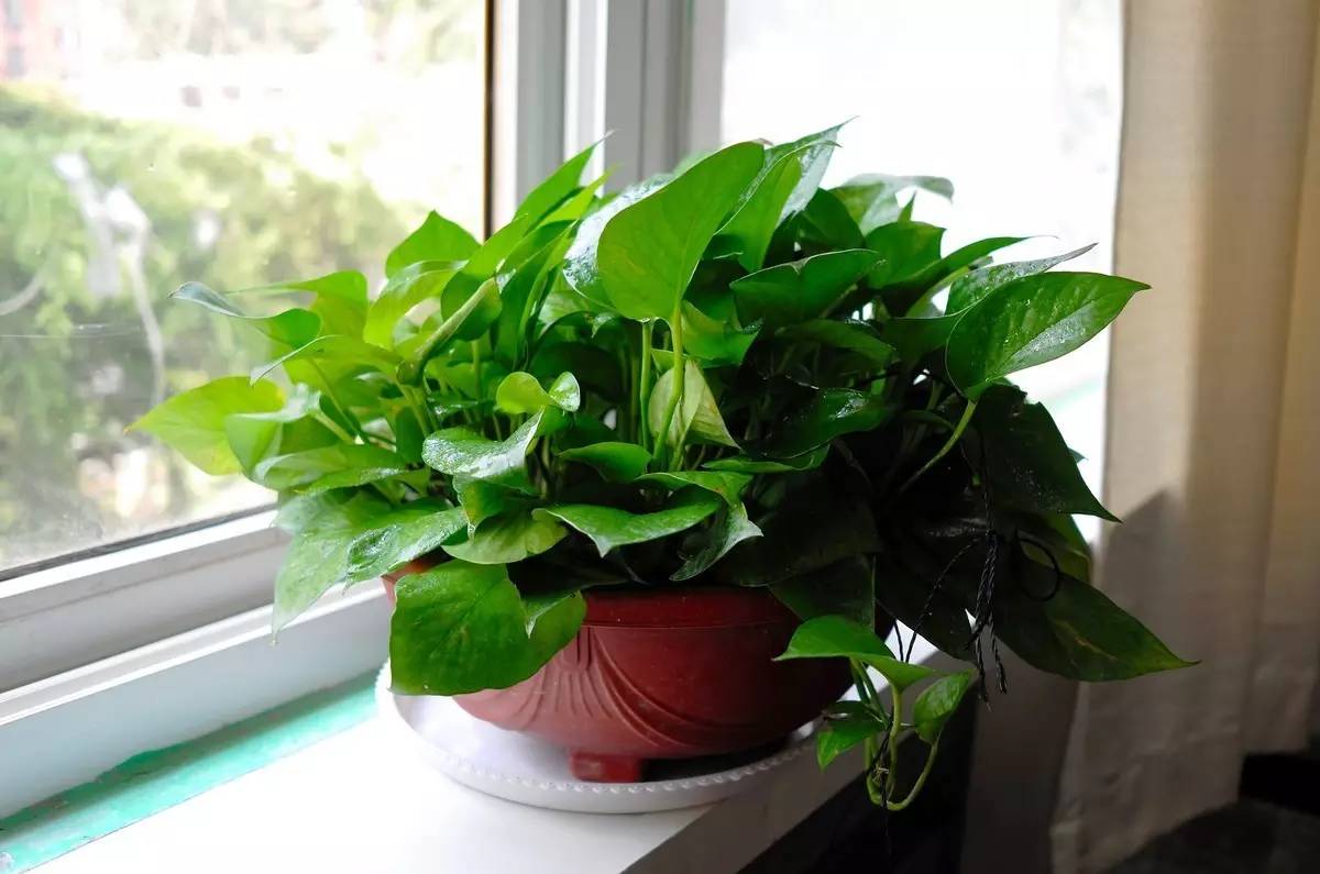 雾霾天气如何生活,雾霾天怎么过