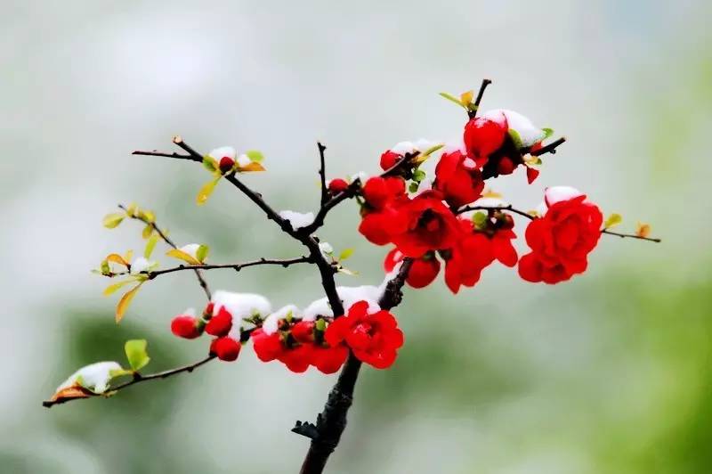 一枝梅经典诗词大全,诗词赏析一缕幽梦几丝愁